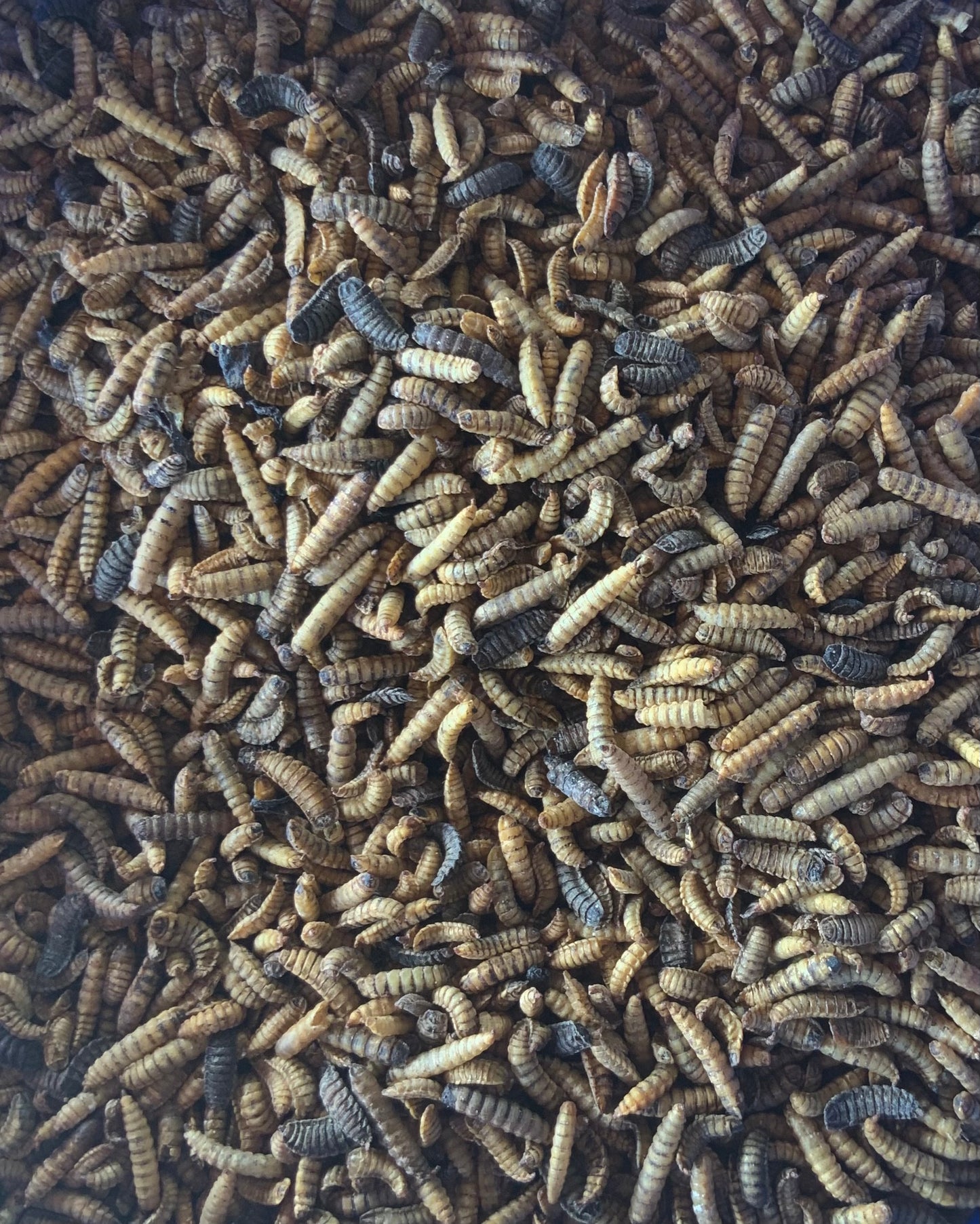 BSFL Chicken Treats - Small Bag